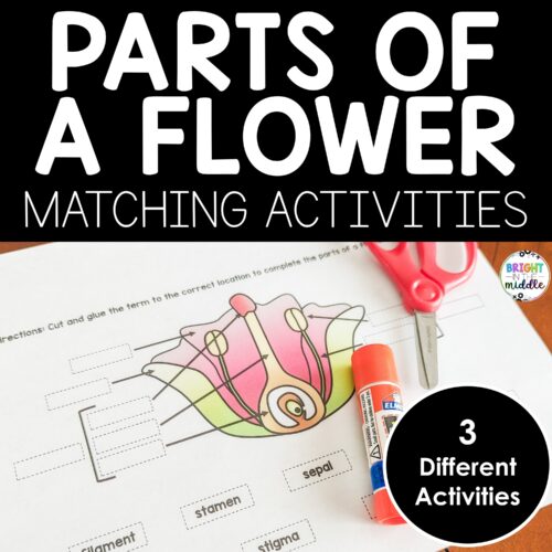 Flower parts activities