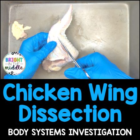 dissect a chicken wing activity - picture of a chicken wing being dissected