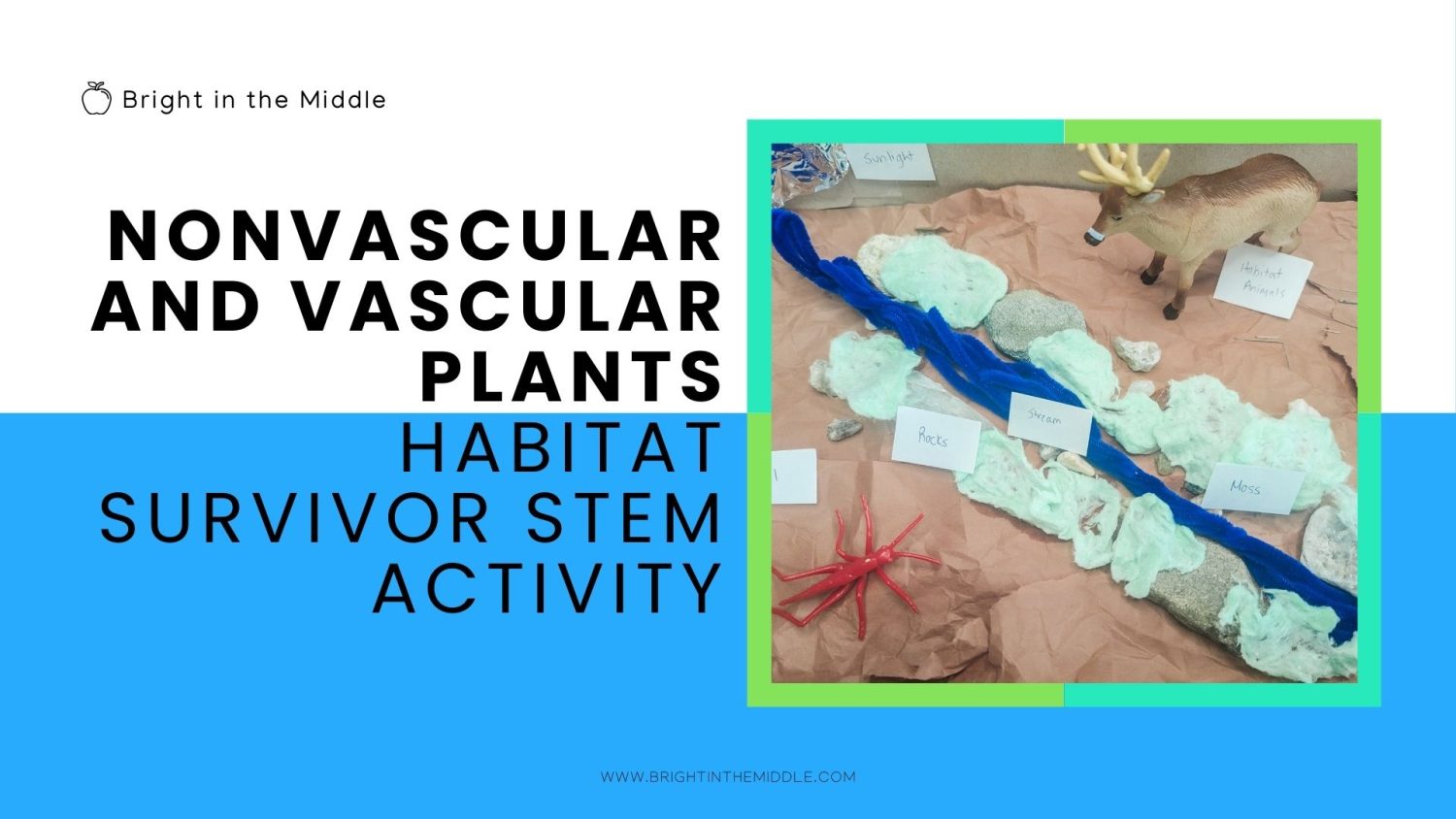 Nonvascular and Vascular Plants Activity