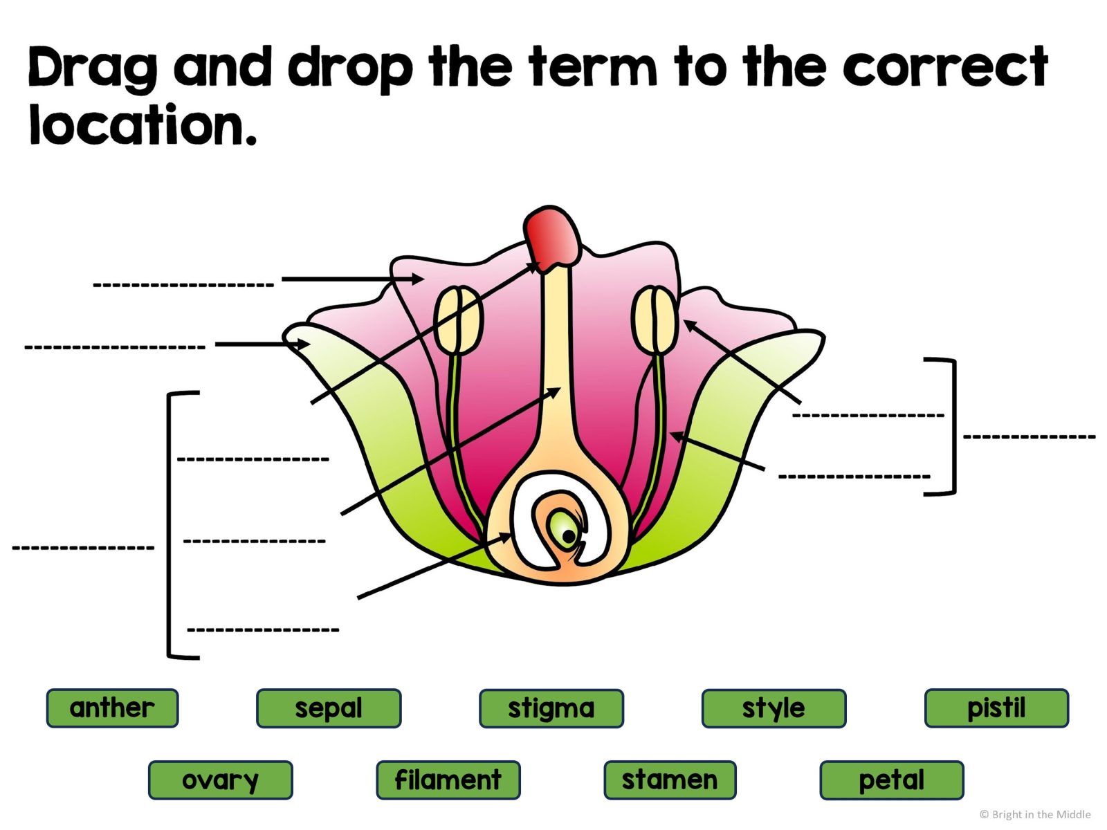 Plants Unit Interactive Lesson Bundle - 6 Lessons - Image 2