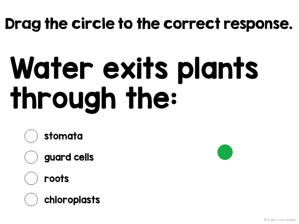 plant processes lesson